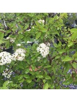 Viburnum prunifolium Blackhaw Viburnum, #3