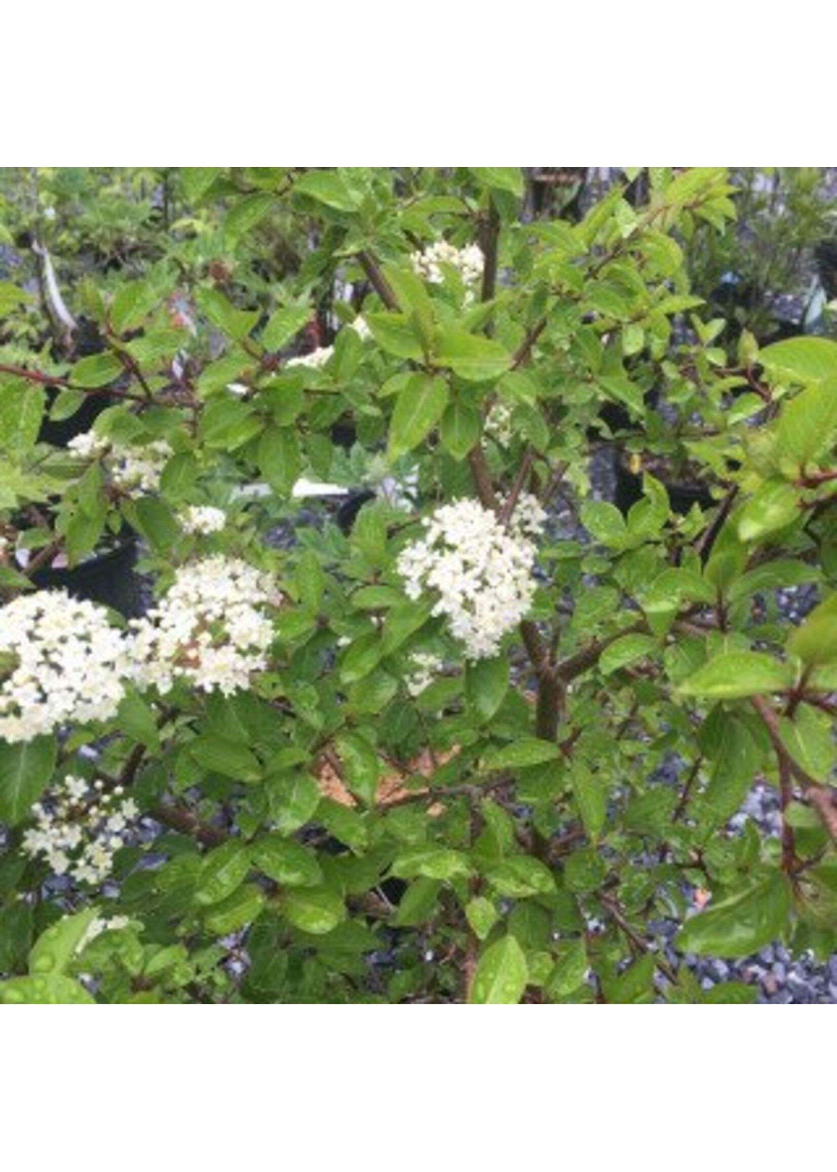 Viburnum prunifolium Blackhaw Viburnum, #3