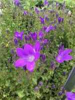 Campanula x Birch Hybrid Bellflower, Birch Hybrid, #1