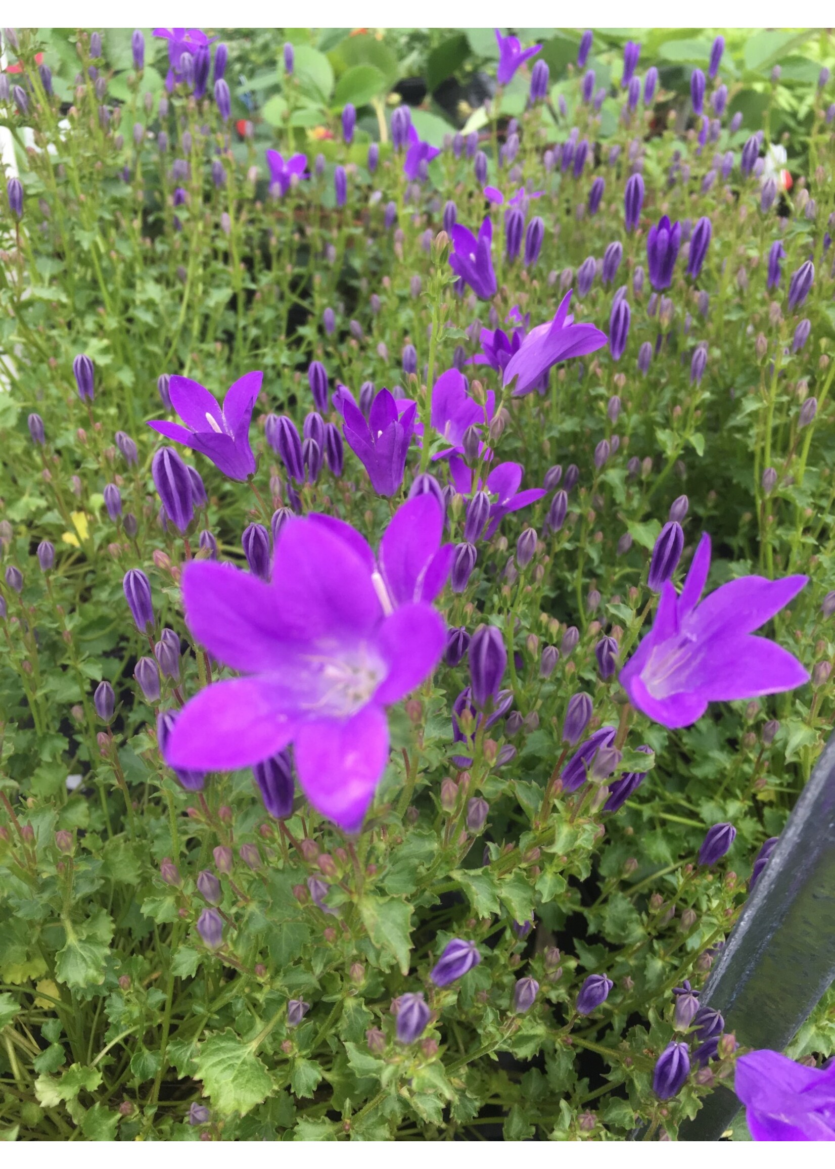 Campanula x Birch Hybrid Bellflower, Birch Hybrid, #1
