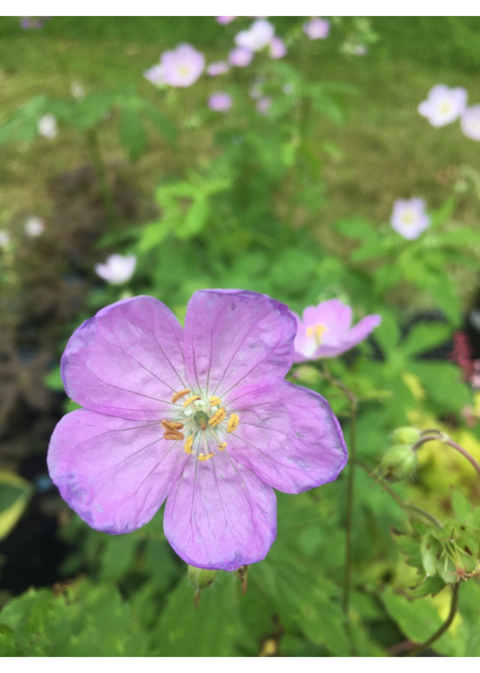 Geranium maculatum, Geranium, Wild, #1 container