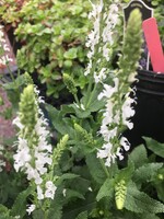 Salvia nem. Snow Hill Sage - Meadow, Snow Hill, #1