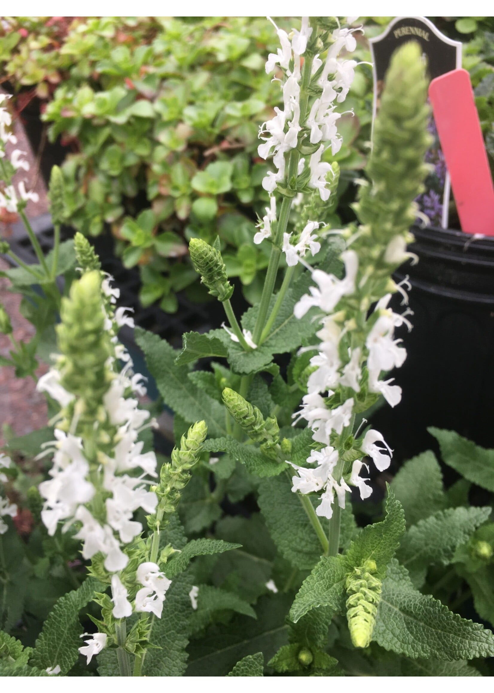 Salvia nem. Snow Hill Sage - Meadow, Snow Hill, #1