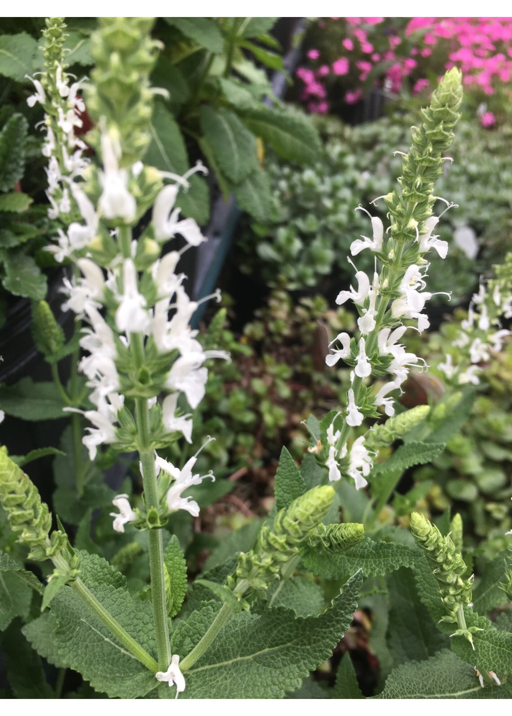 Salvia nem. Snow Hill Sage - Meadow, Snow Hill, #1