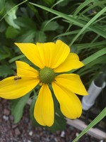 Rudbeckia laciniata Autumn Sun Coneflower, Cutleaf, #1