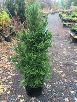 Cryptomeria jap. Black Dragon Cedar - Japanese, Black Dragon, #7