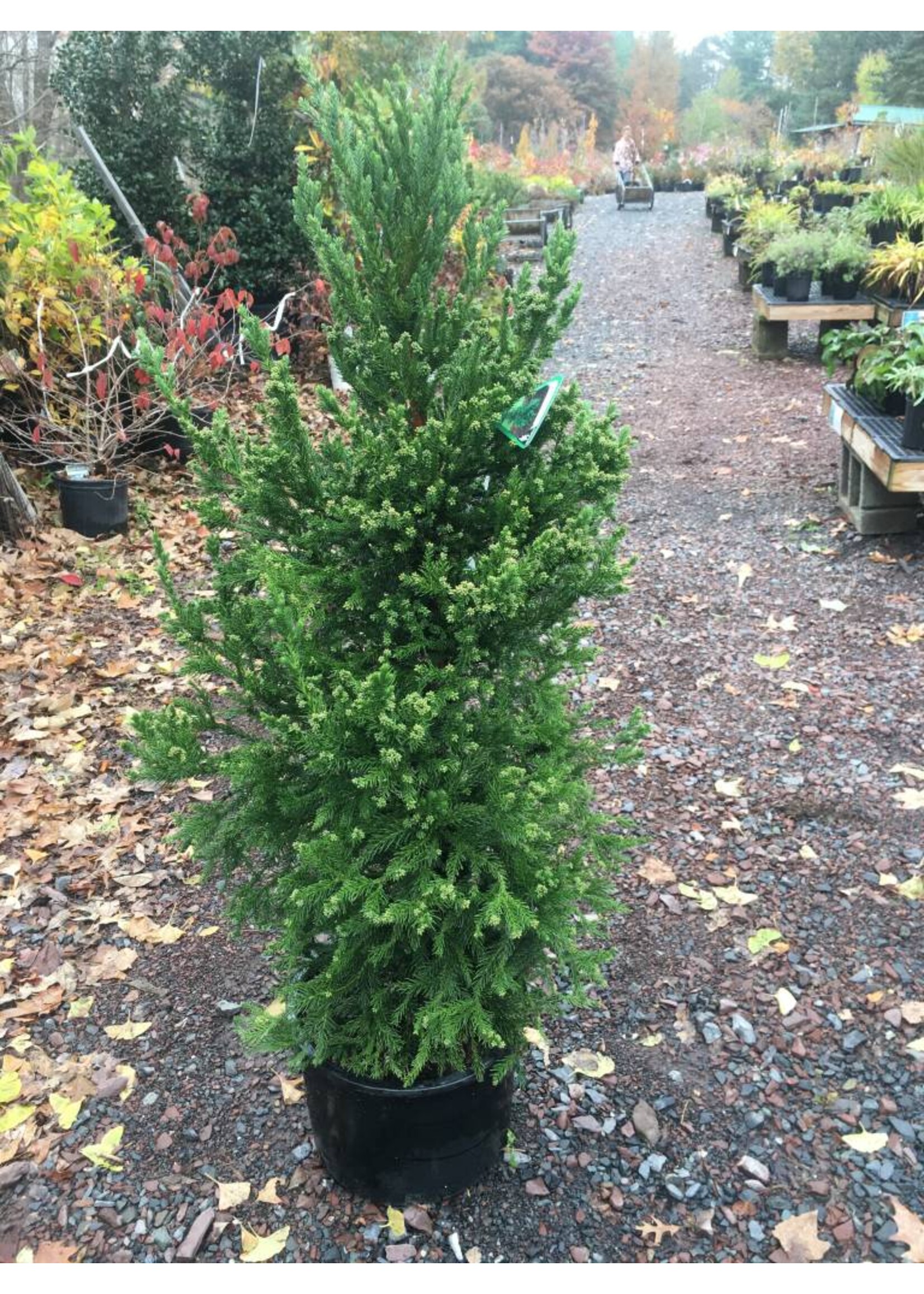 Cryptomeria jap. Black Dragon Cedar - Japanese, Black Dragon, #7