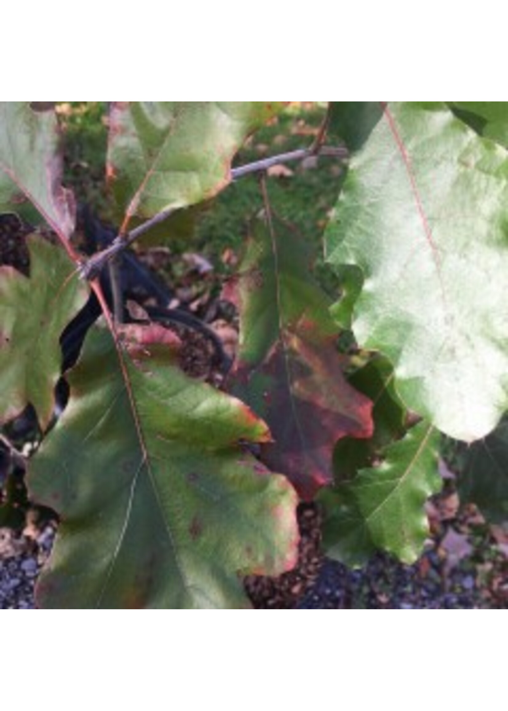 Quercus velutina Oak, Black, #3