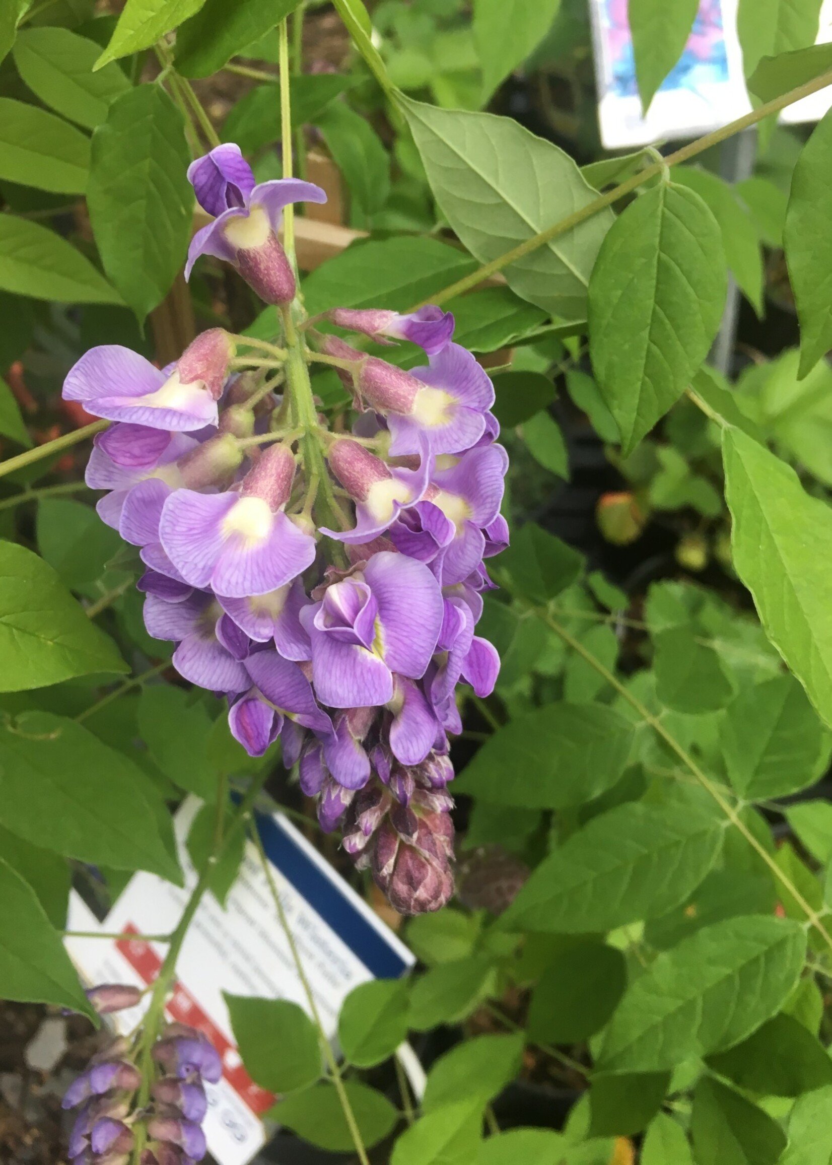 Wisteria macrostachya Blue Moon Blue Moon Wisteria, #3