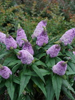 Buddleia x Pugster Amethyst, butterfly bush #3 container