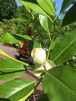 Native Tree Magnolia virginiana Magnolia - Sweetbay, Moonglow, #3