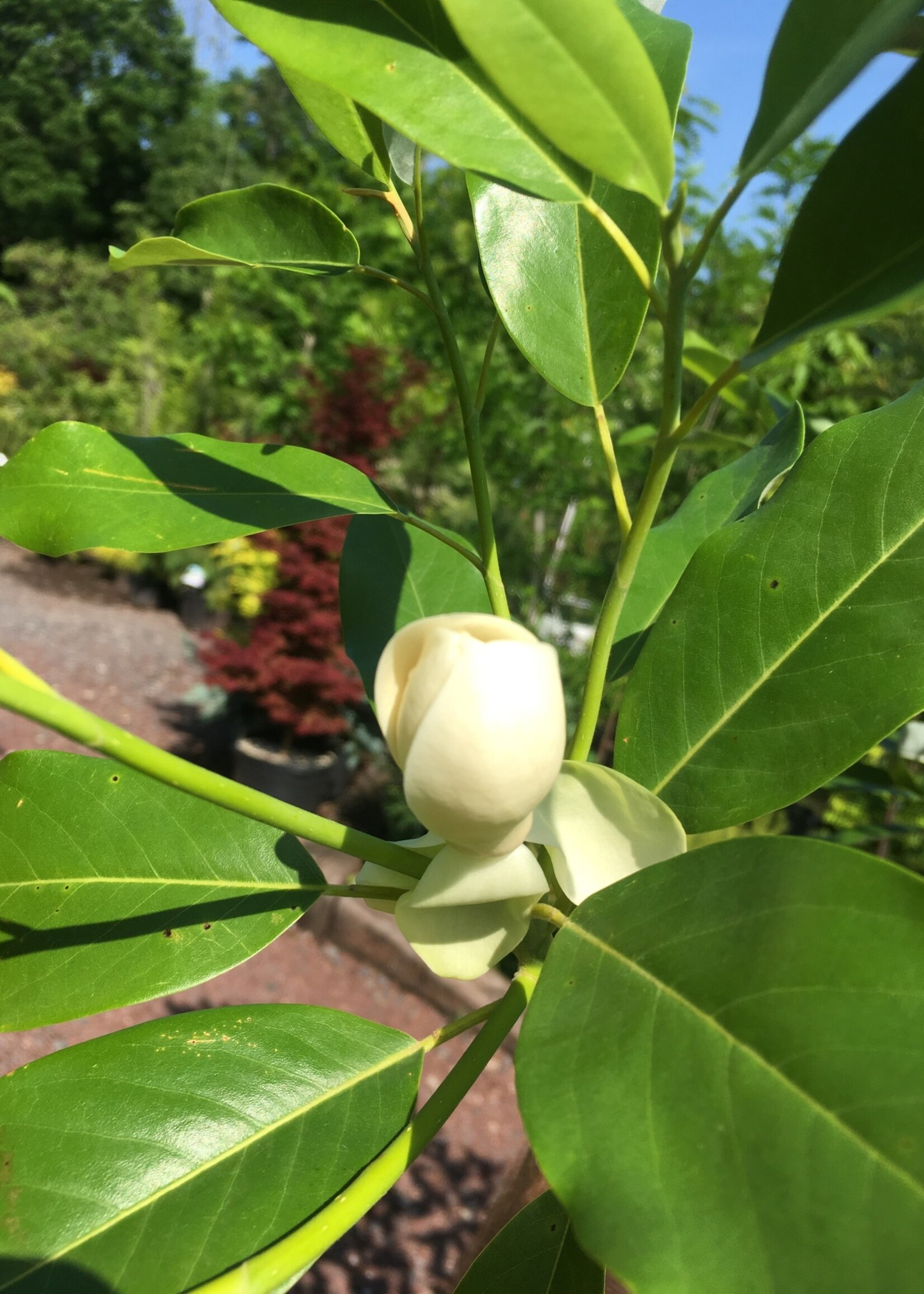 Magnolia virginiana Magnolia - Sweetbay, Moonglow, #3