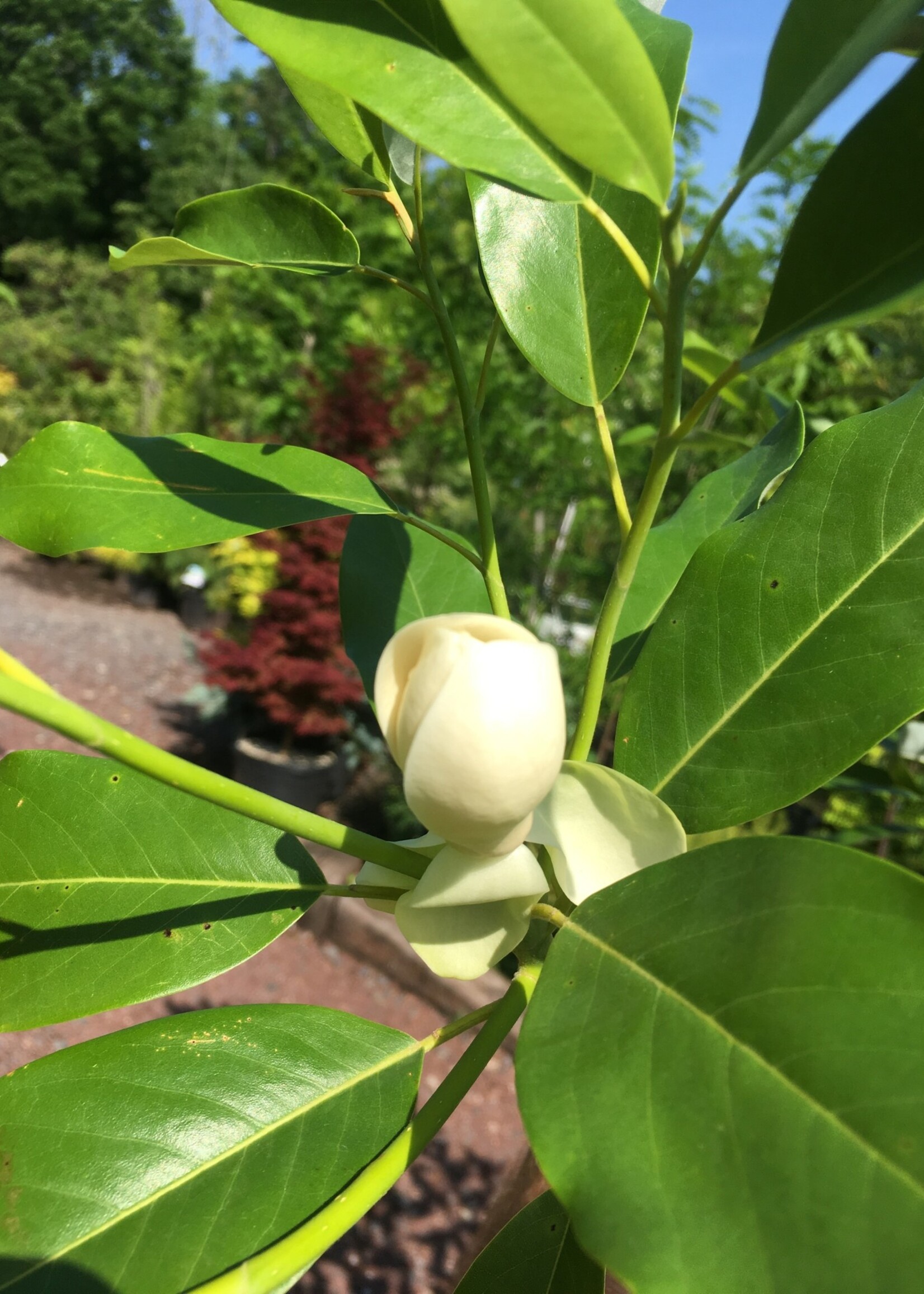 Native Tree Magnolia virginiana Magnolia Sweetbay, Moonglow, 3 Behmerwald Nursery