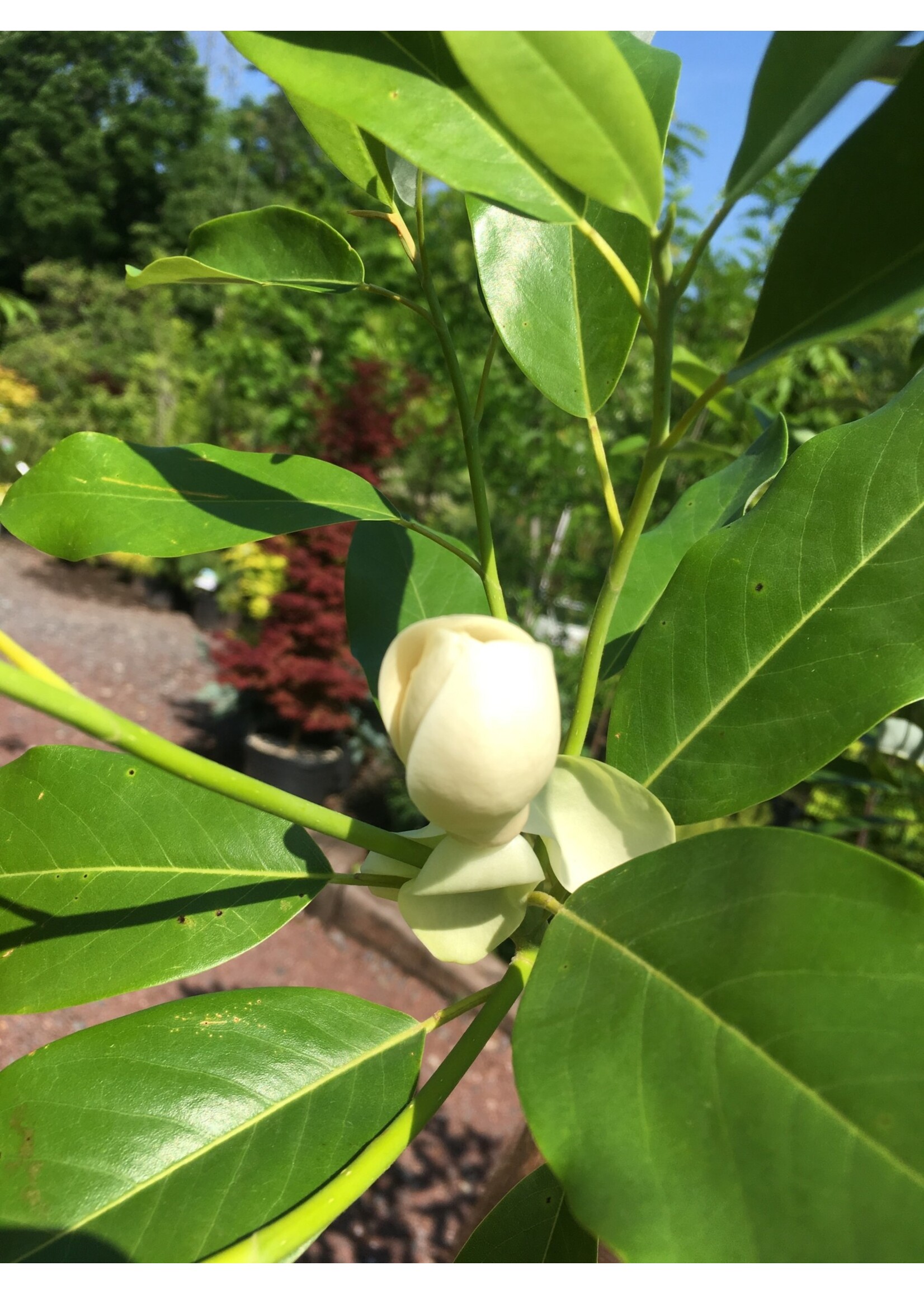 Magnolia virginiana Jim Wilson, Magnolia - Sweetbay, Moonglow, #3