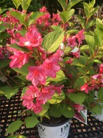 Weigela florida Bokrasopin Weigela, Sonic Bloom Pink, #3