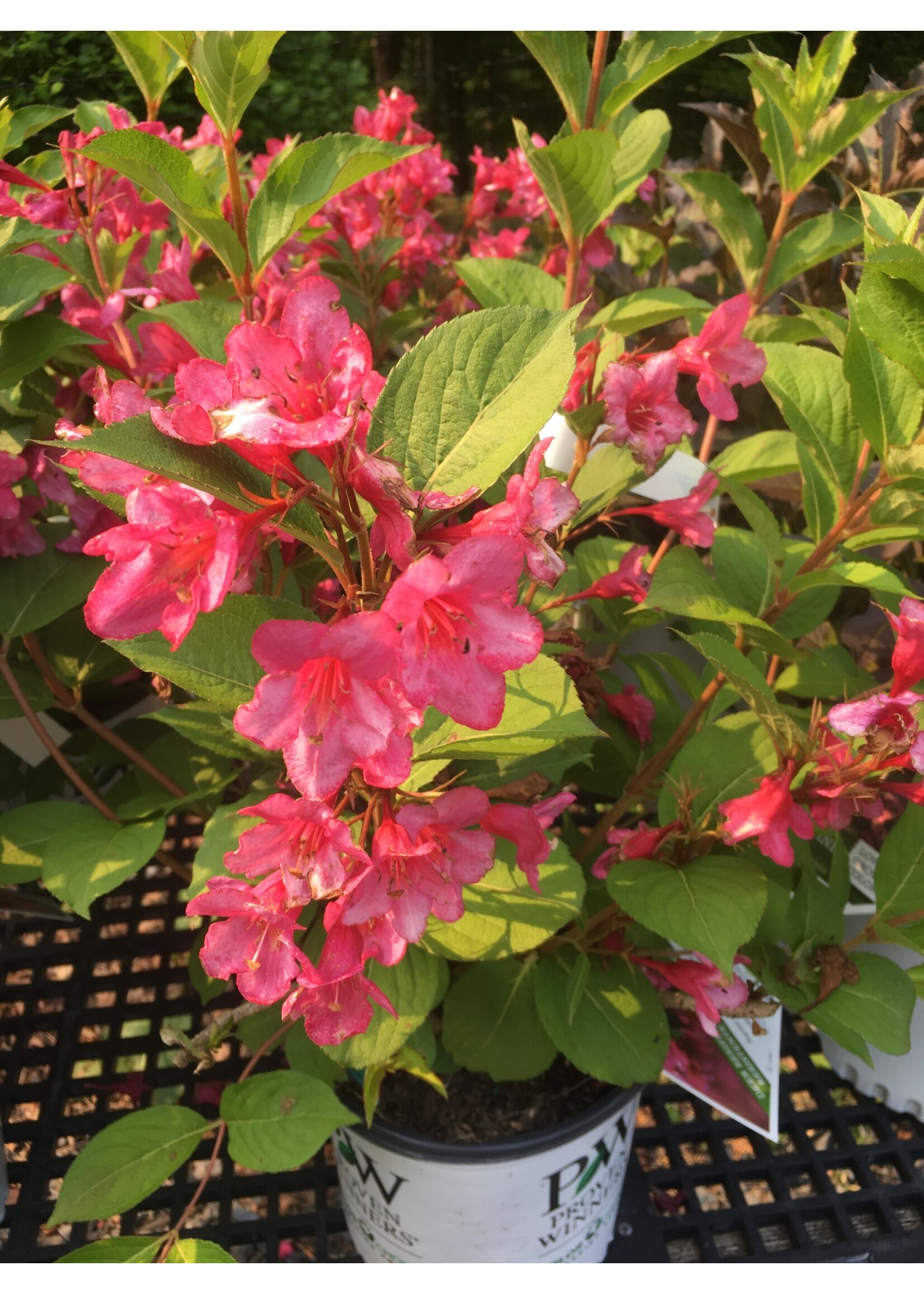 Weigela florida Bokrasopin Weigela, Sonic Bloom Pink, #3