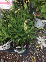 Gaura Stratosphere White, #1