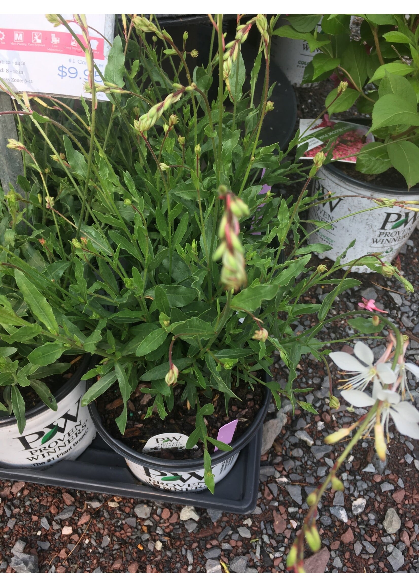 Gaura Stratosphere White, #1