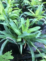 Carex platyphylla, Silver Sedge #1 container