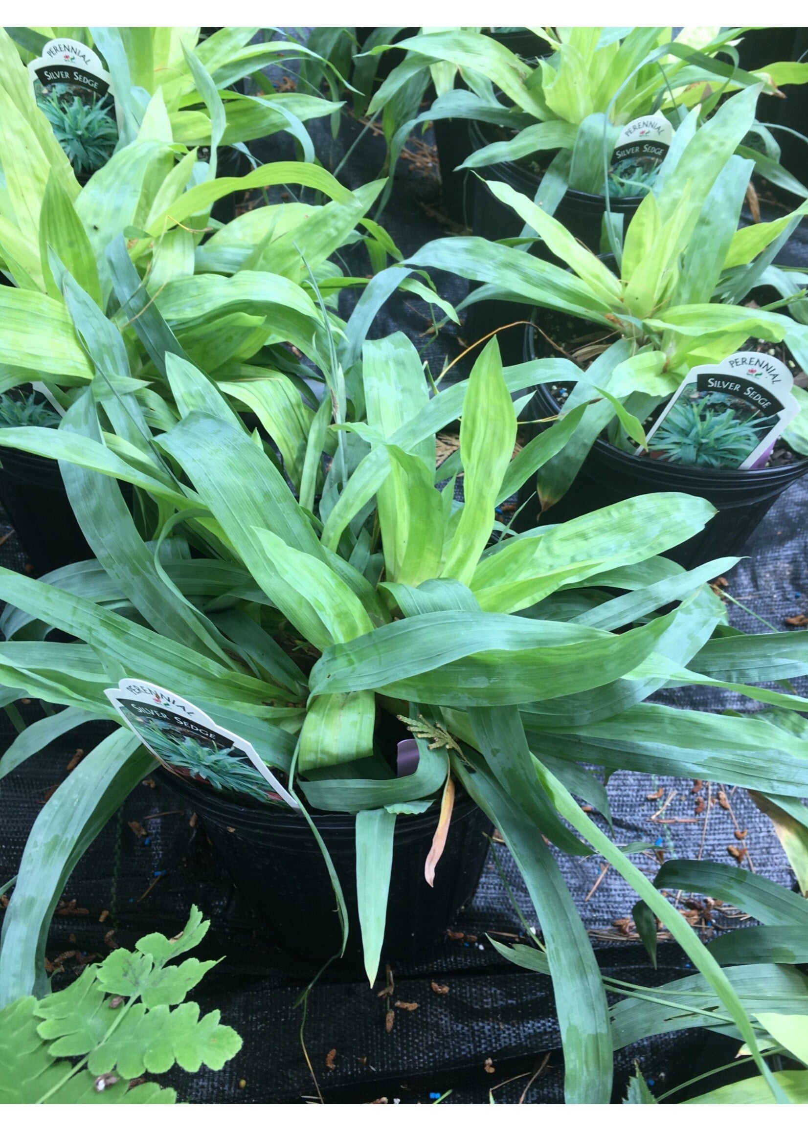 Carex platyphylla, Silver Sedge #1 container