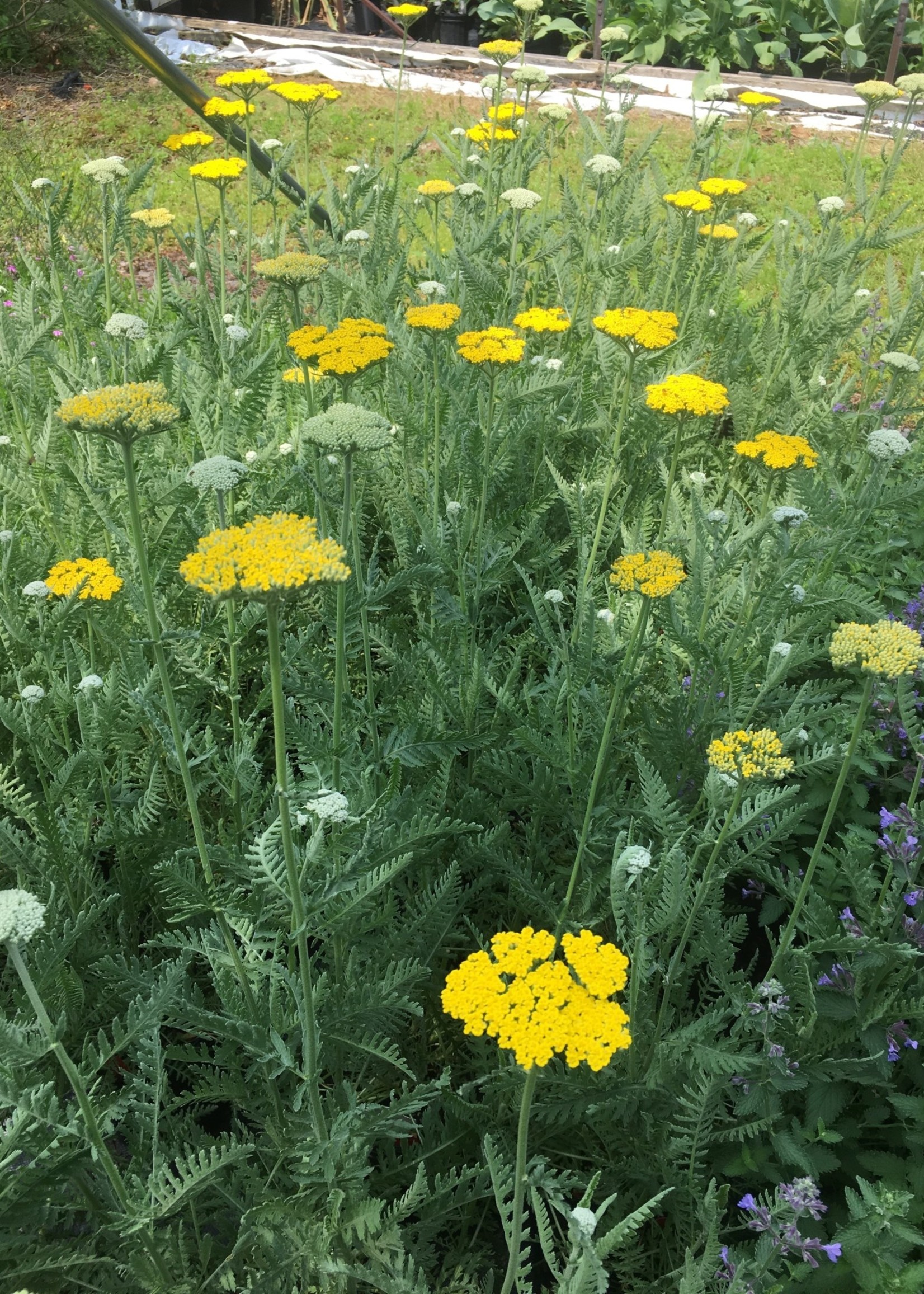 Achillea x Coronation Gold Yarrow, Coronation Gold, #1