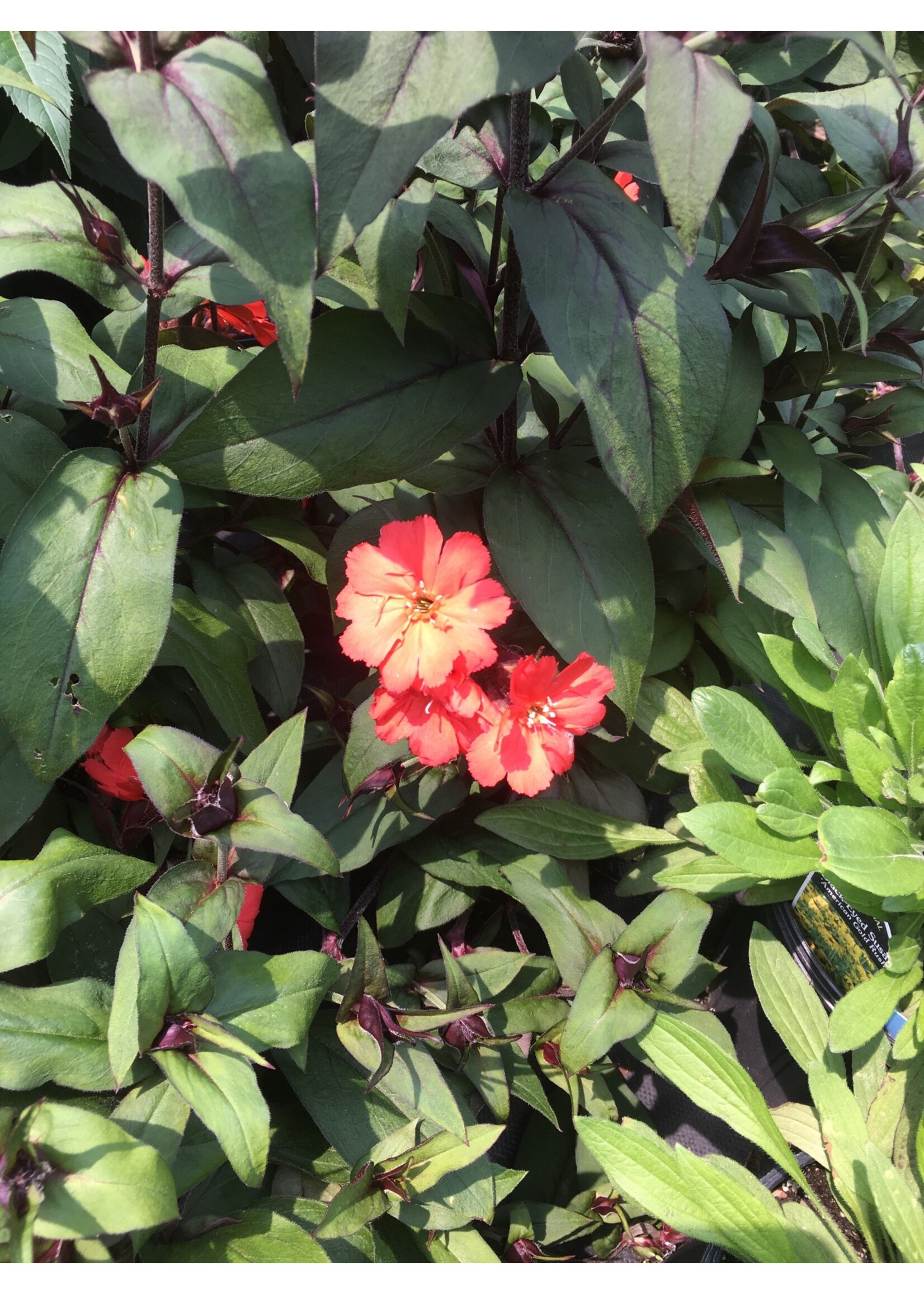 Lychnis Lipstick, Lipstick, #1