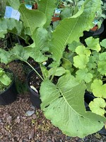 Armoracia rusticana Czech,  Horseradish, #1