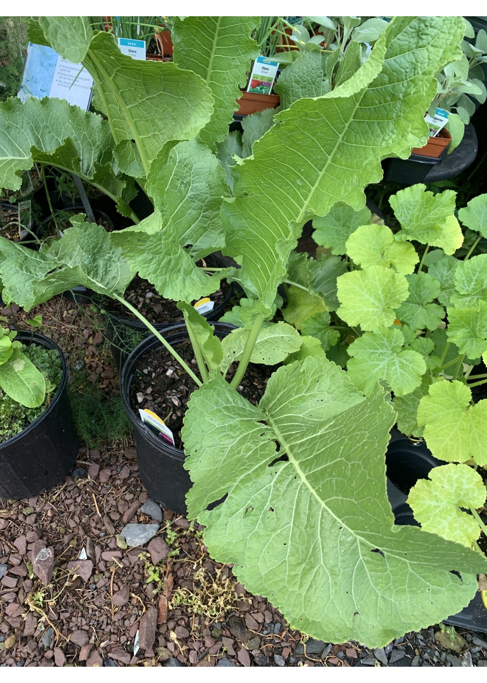 Armoracia rusticana Czech,  Horseradish, #1