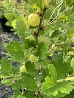 Ribes hirtellum x Hinnomaki Red, Gooseberry #3