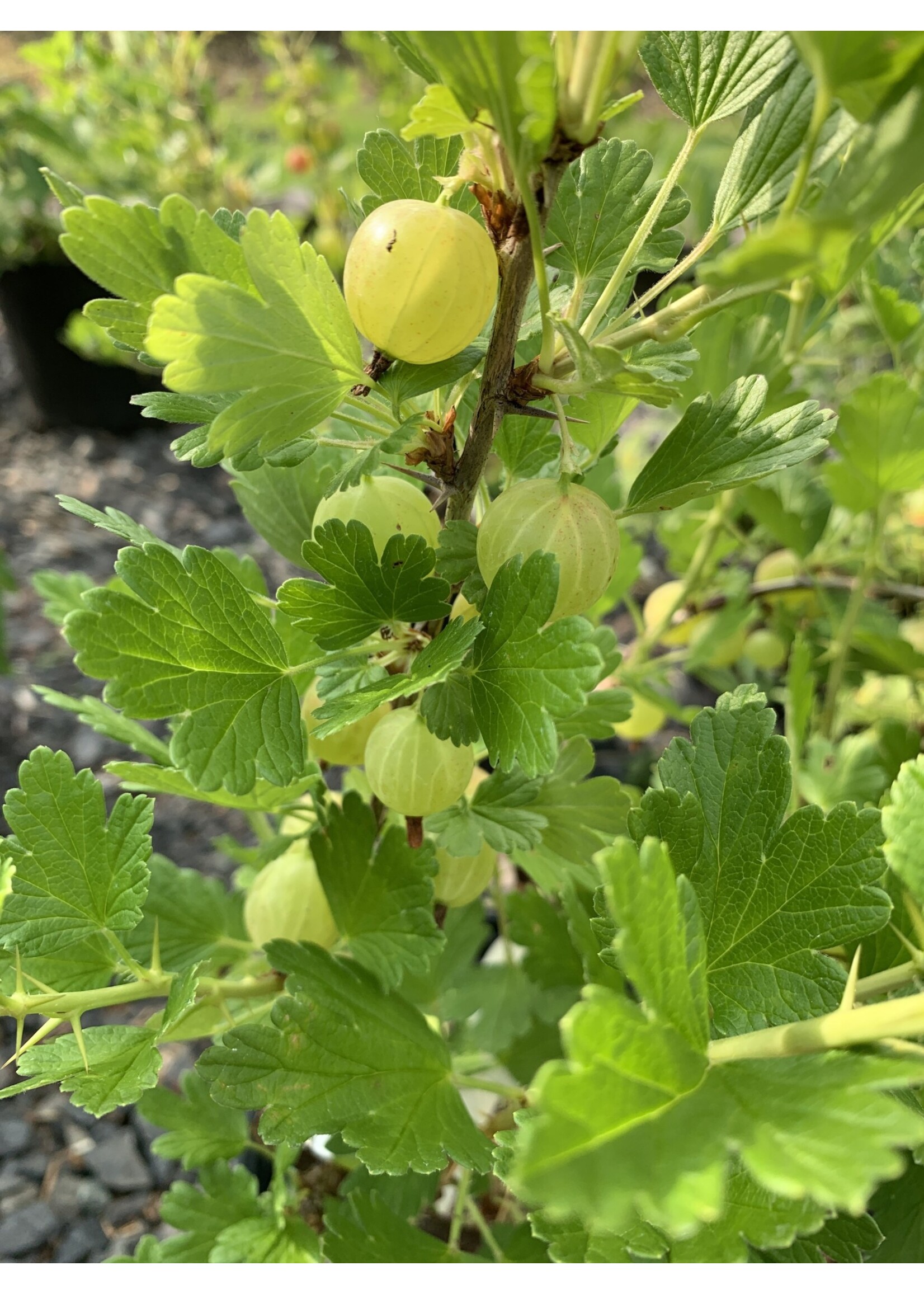 Ribes hirtellum x Hinnomaki Red, Gooseberry #3