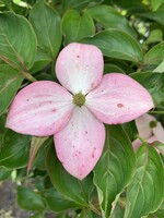 Cornus kousa Scarlet Fire, Kousa Dogwood #3