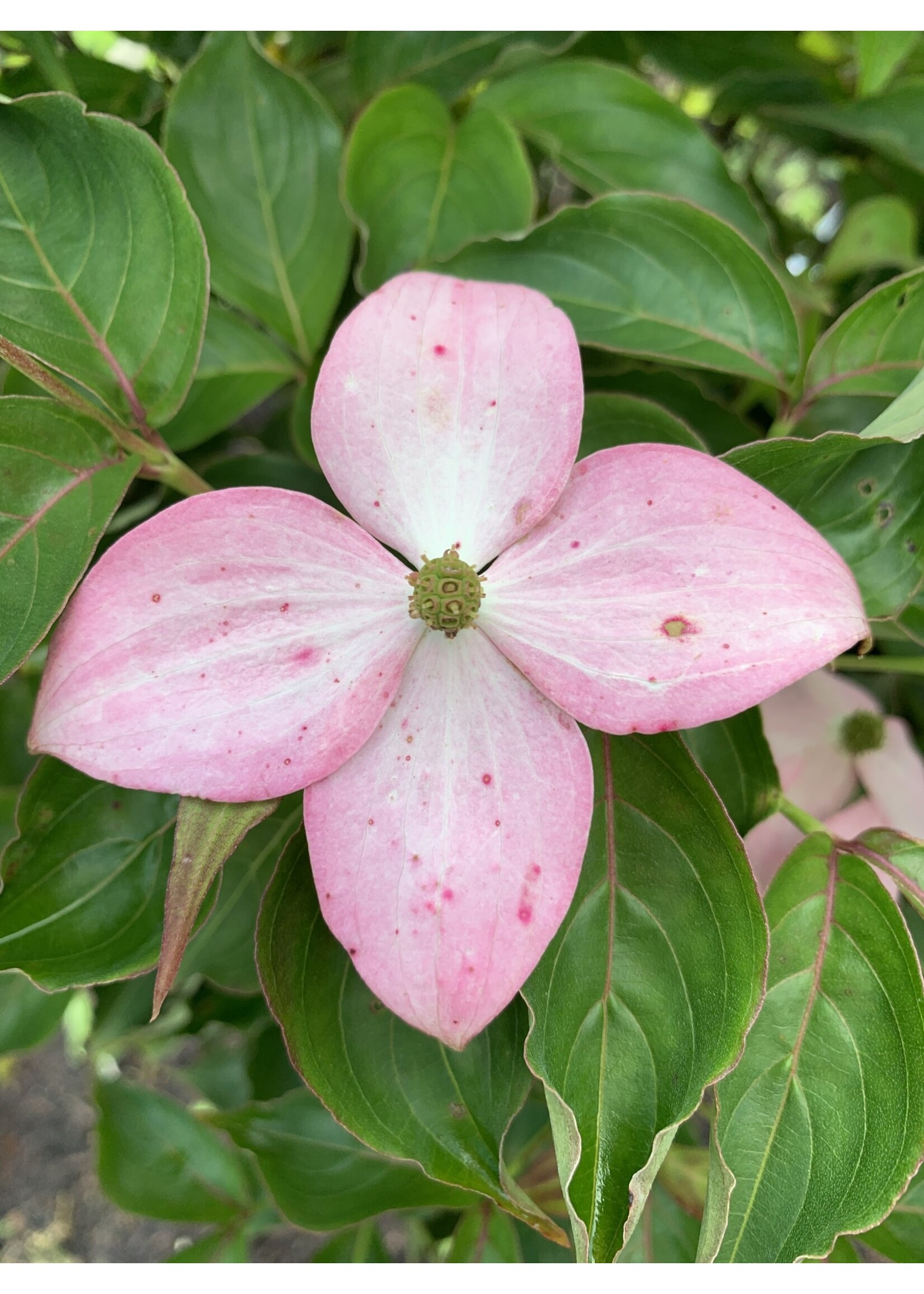 Cornus kousa Scarlet Fire, Kousa Dogwood #3