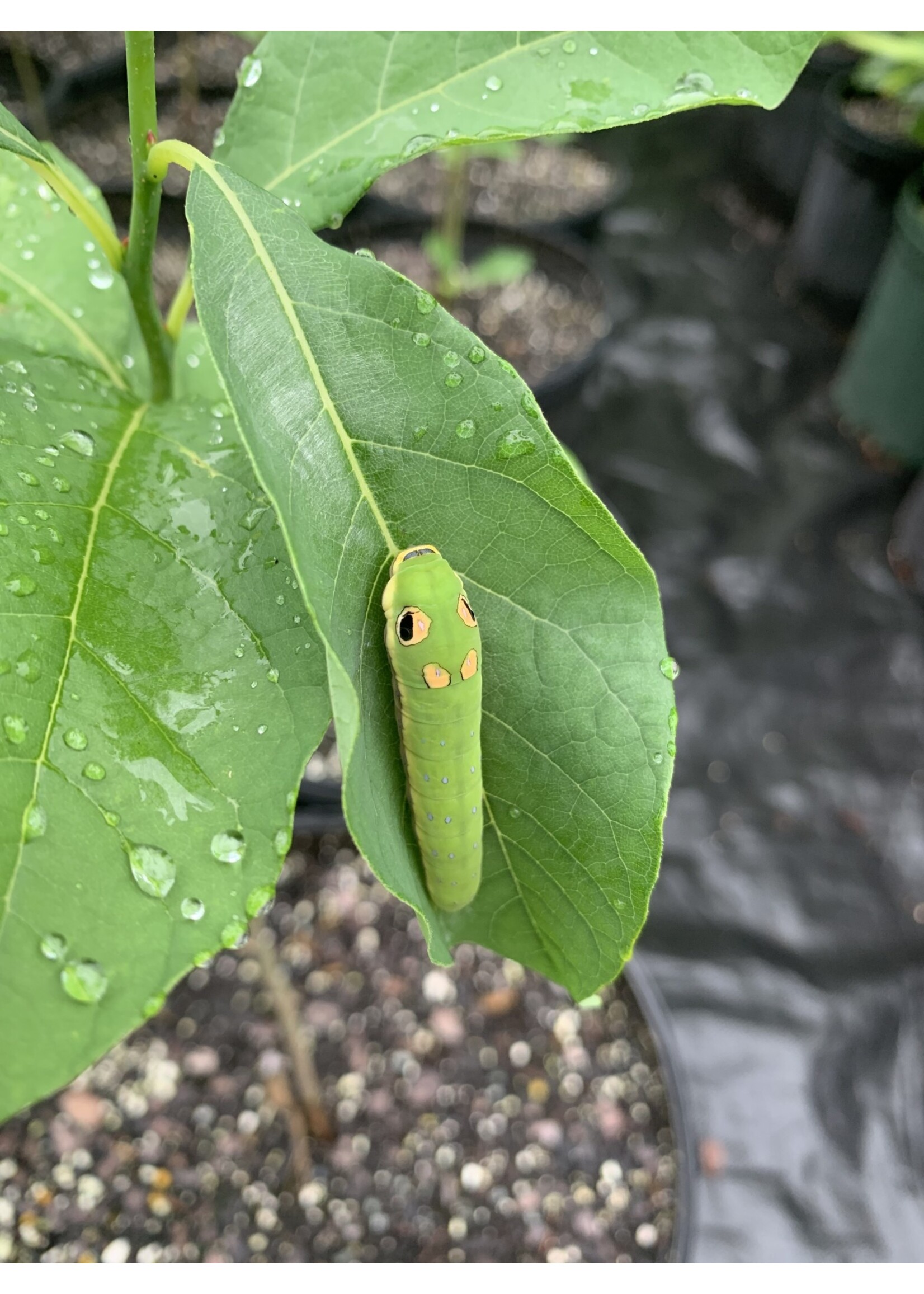 Lindera benzoin Spicebush, #3