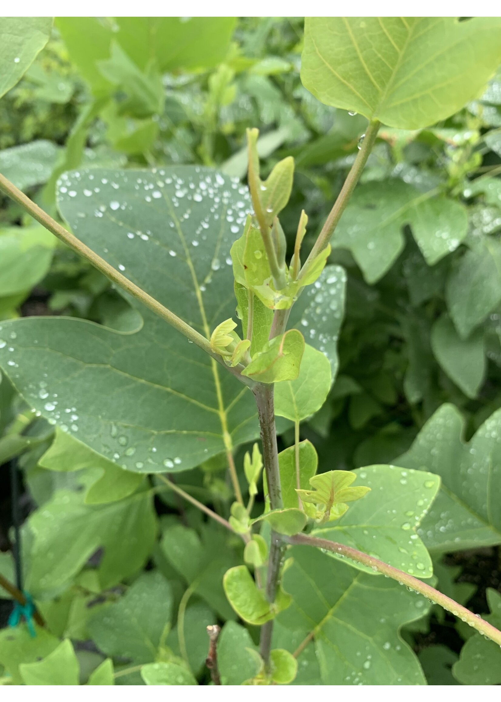 2024 Plant Olympics! Liriodendron tulipfera, Tulip poplar #7/10