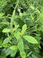 Rain Garden Clethra alnifolia, Summersweet, #3