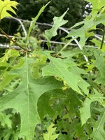 Rain Garden Quercus palustris Oak, Pin, #3
