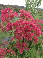 Heptacodium miconioides Temple of Bloom Seven-Son Flower, #3