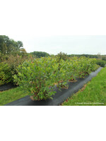Aronia mel. Low Scape Hedger Chokeberry, #3