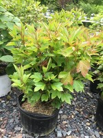 Viburnum trilobum Baileys Viburnum - Cranberry Bush, Compact, #3
