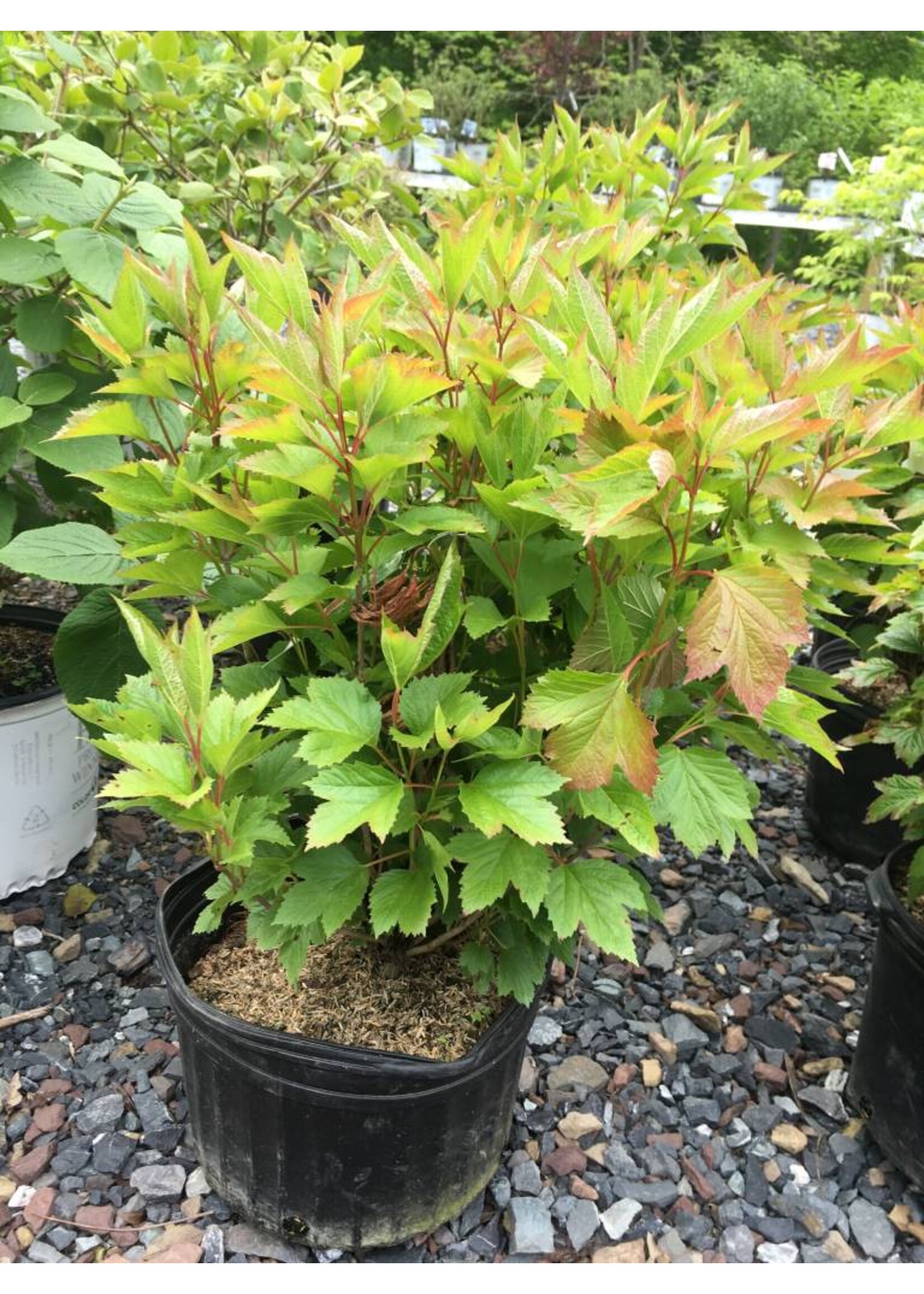 Viburnum trilobum Baileys Viburnum - Cranberry Bush, Compact, #3