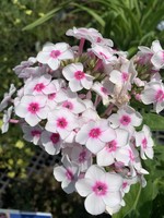 Phlox paniculata Cherry cream, Garden Phlox #1