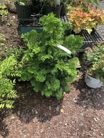 Chamaecyparis ob. compacta HinokeCypress, #3
