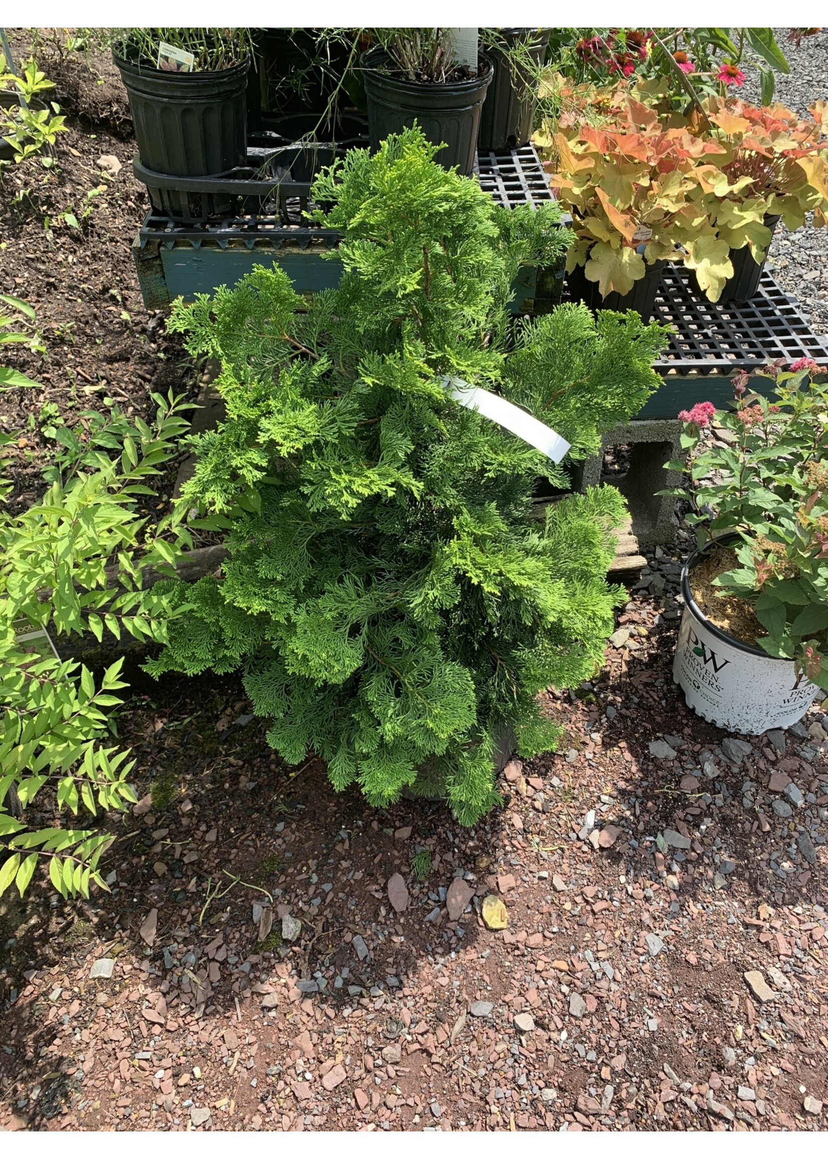 Chamaecyparis ob. compacta HinokeCypress, #3