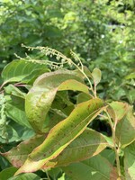 Oxydendrum arboreum Sourwood, #3
