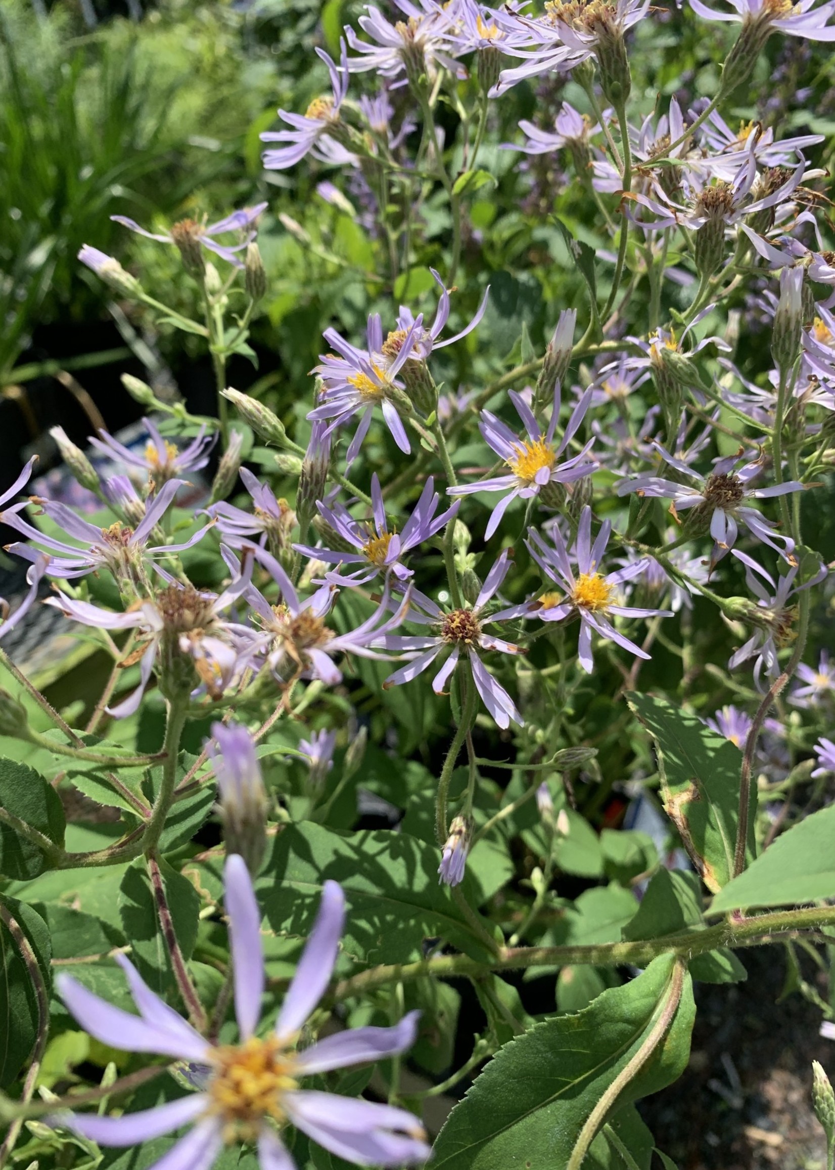 Aster macrophyllus Twilight, Bigleaf Aster #1