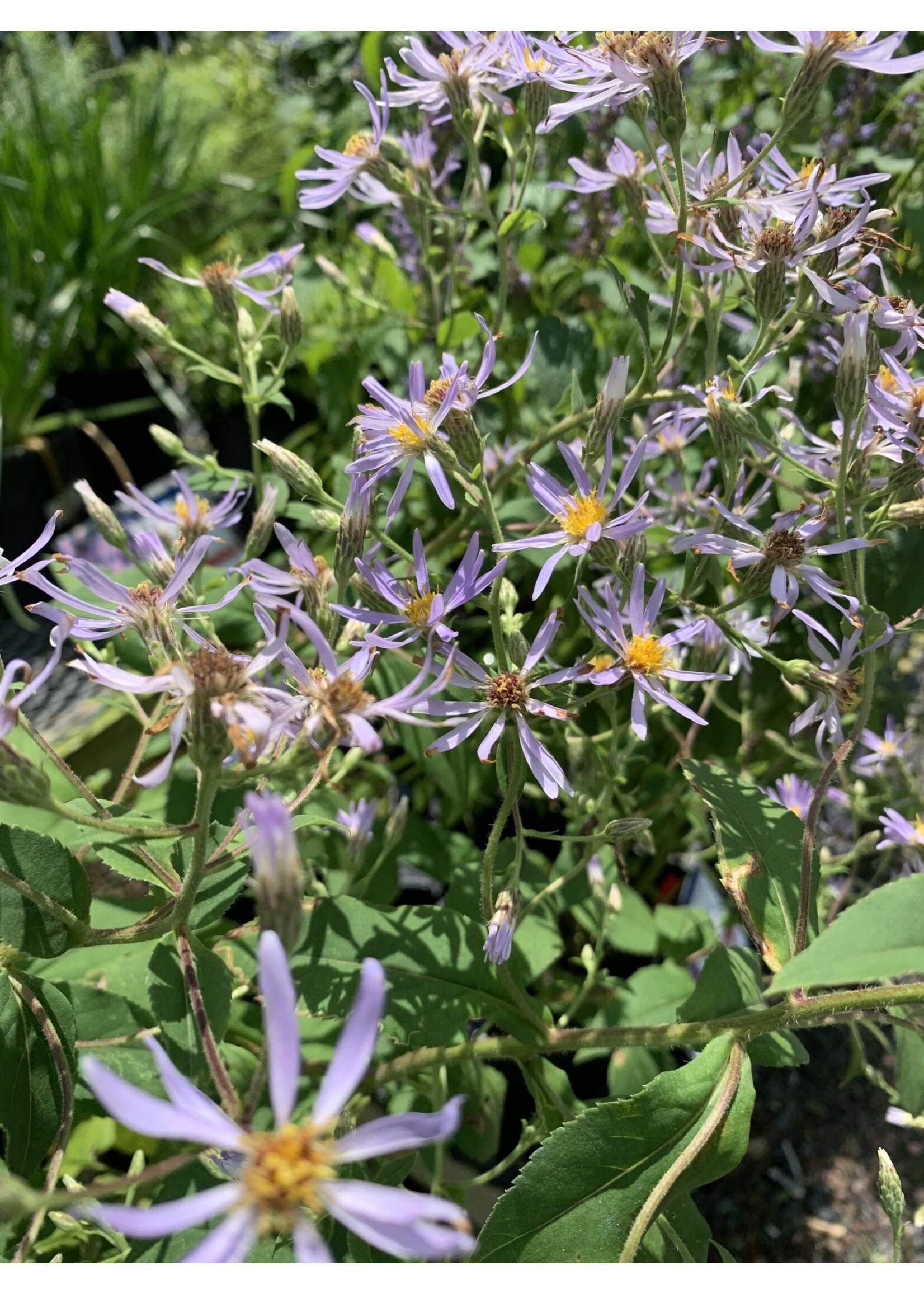 Eurybia (Aster) macrophyllus Twilight, Bigleaf Aster #1