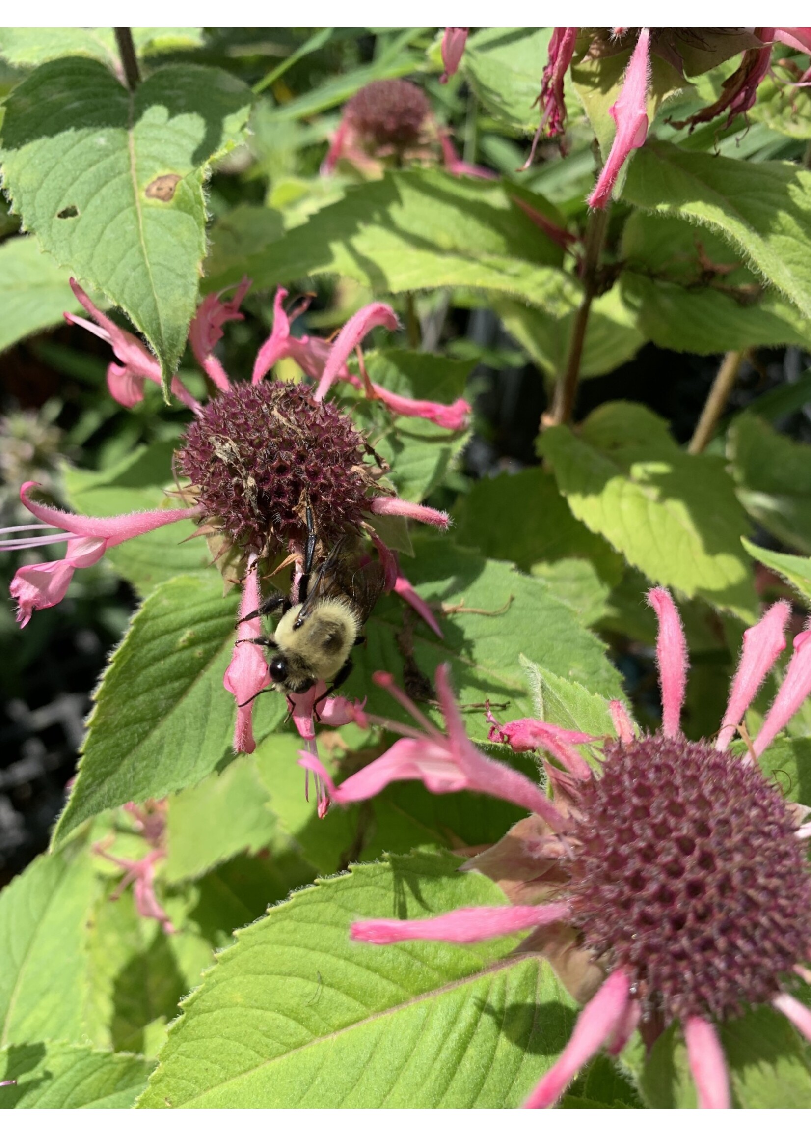 Monarda Bee-You  Bee lieve Bee Balm,  #1