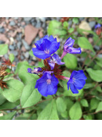 Ceratostigma plumbaginoides Plumbago, #1 Container