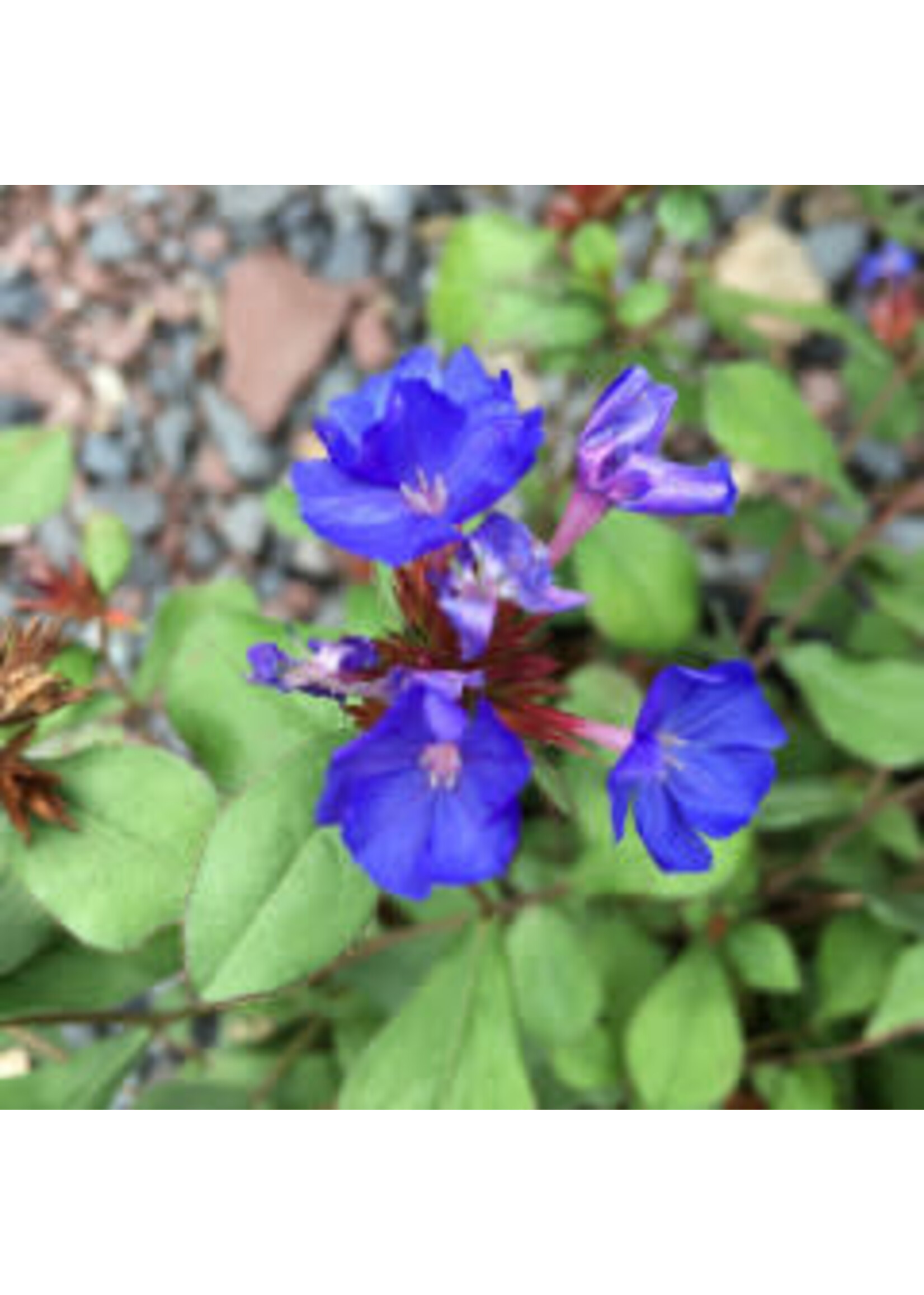 Ceratostigma plumbaginoides Plumbago, #1 Container