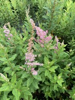 Spirea tomentosa, Steeplebush #3